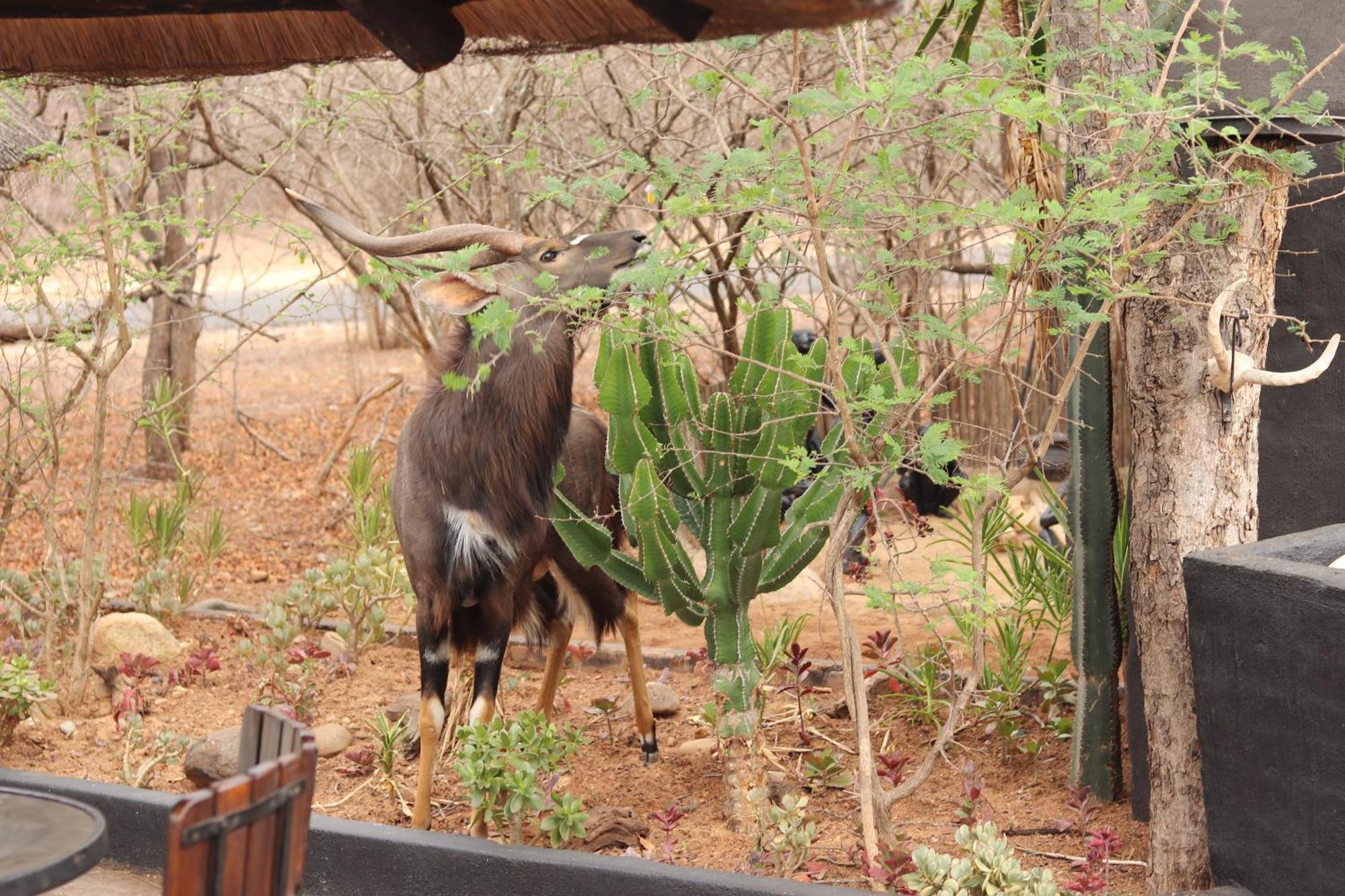 הודספרויט African Rock Lodge מראה חיצוני תמונה